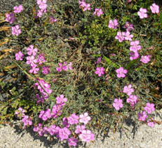 Dianthus nardiformis